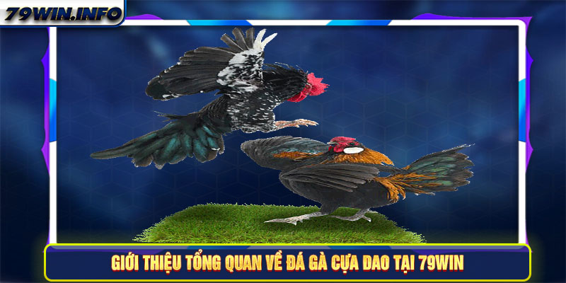 Giới thiệu tổng quan về đá gà cựa dao tại 79Win