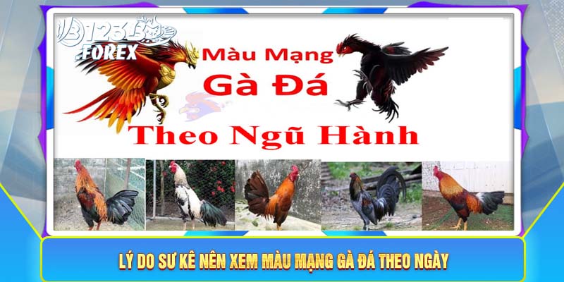 Lý do sư kê nên xem màu mạng gà đá theo ngày