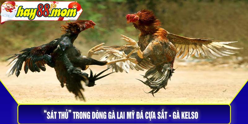 “Sát thủ” trong dòng gà lai mỹ đá cựa sắt - Gà Kelso